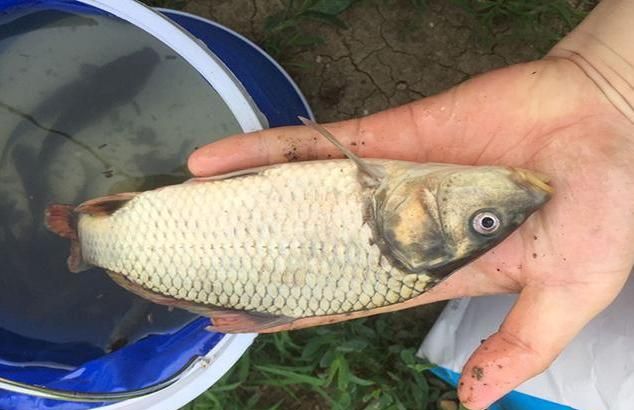 浮漂调钓中的一个难题,顿口不明显是什么原因?休闲区蓝鸢梦想 - Www.slyday.coM