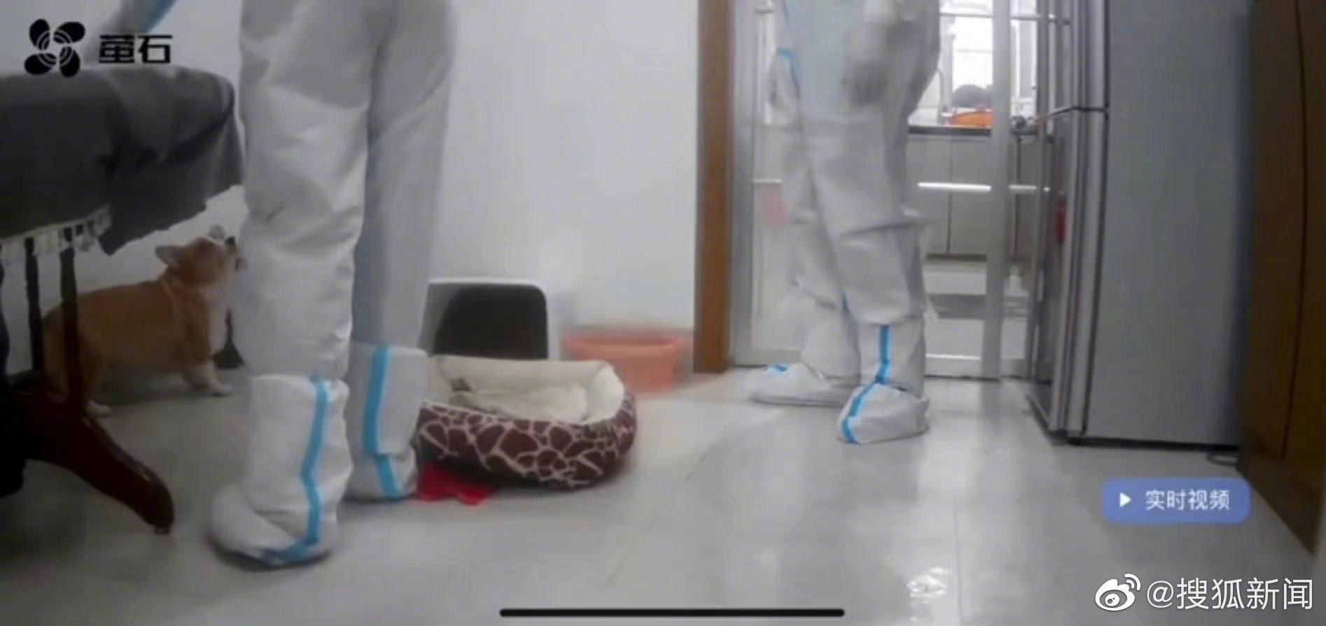 网传上饶一隔离宠物狗疑似被扑杀 官方:未接收到信息 会试图去了解休闲区蓝鸢梦想 - Www.slyday.coM 网传上饶一隔离宠物狗疑似被扑杀 官方:未接收到信息 会试图去了解休闲区蓝鸢梦想 - Www.slyday.coM