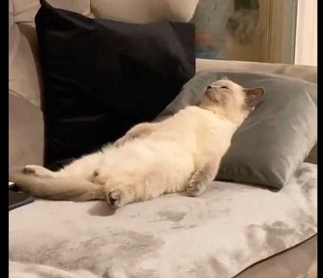 主人回家发现猫咪正在沙发上躺着呢就是我想要的躺平生活呀