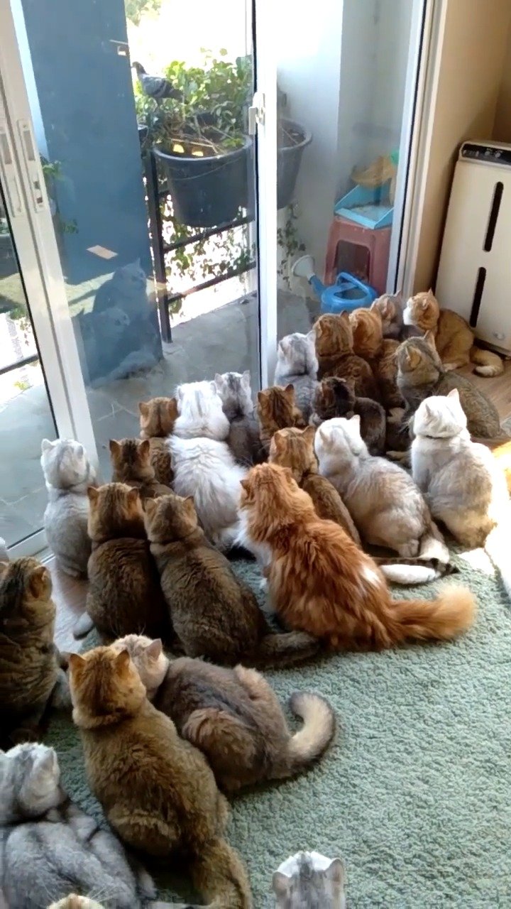 窗户外面到底有什么把这一群小猫咪都看呆了