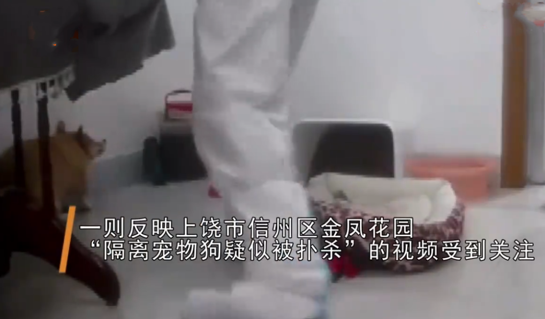 隔离宠物狗被扑杀？官方回应休闲区蓝鸢梦想 - Www.slyday.coM