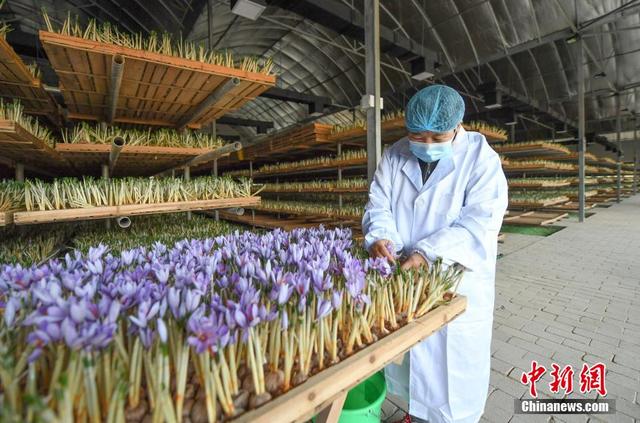 图为工人在西红花(藏红花)种植基地内采摘盛开的新花. 王刚 摄