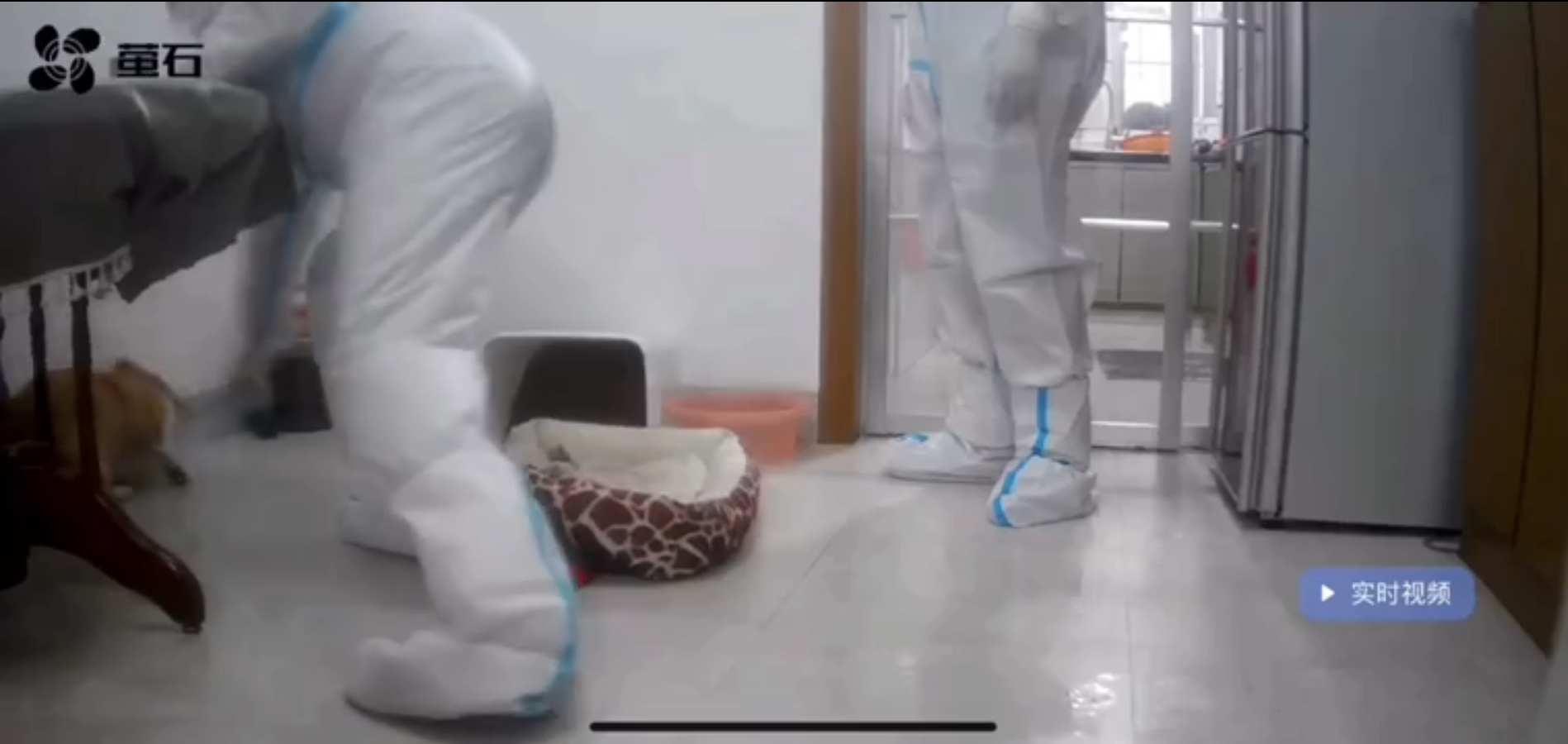 网友称“隔离宠物狗疑似被扑杀”，上饶防疫指挥部：暂未收到相关信息休闲区蓝鸢梦想 - Www.slyday.coM