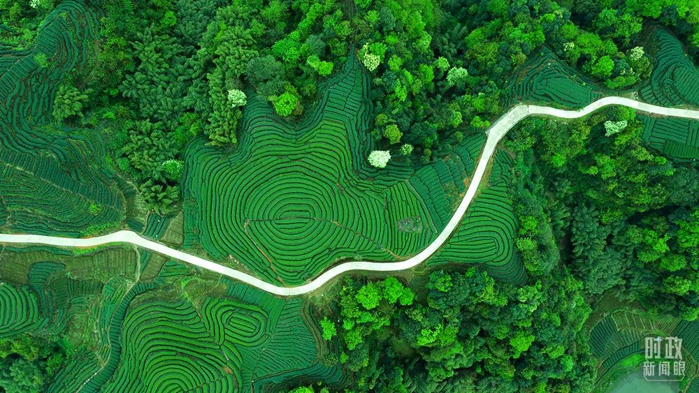 △中国四川雅安,丘陵茶园风光。(图/视觉中国)