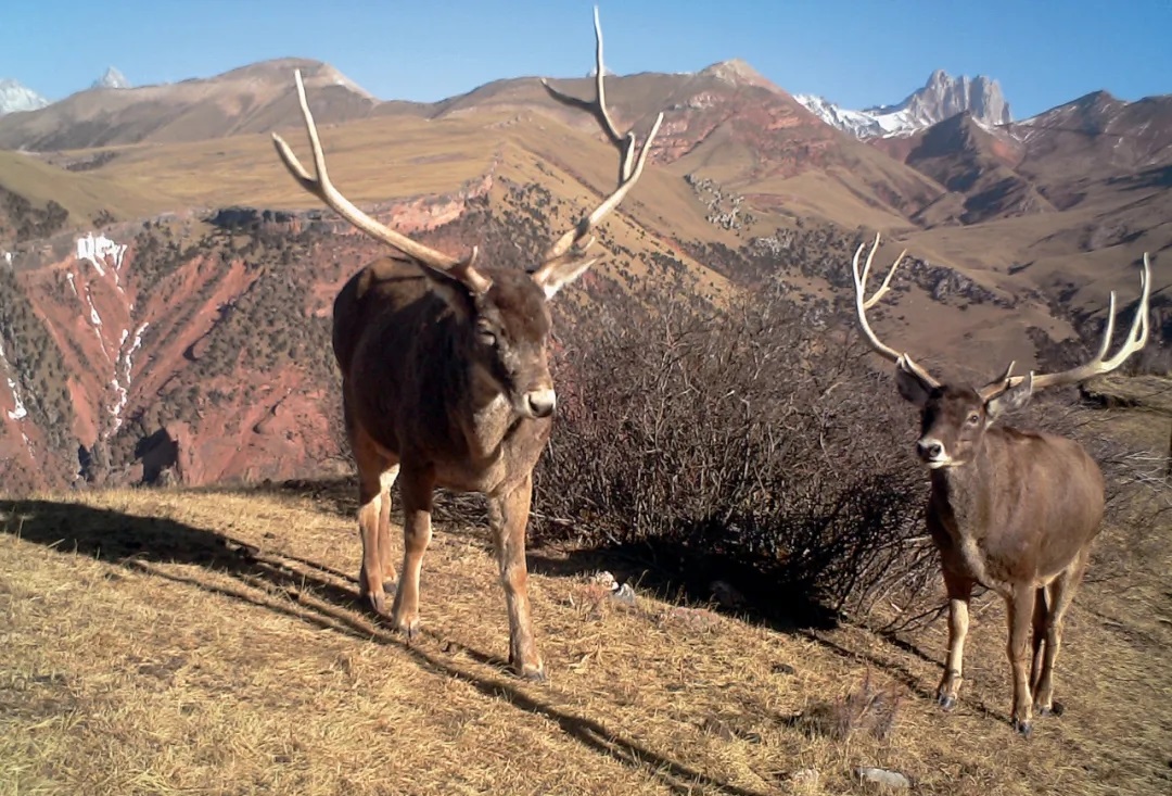 四川色达现白唇鹿栖息地最高超过海拔5000米被誉为神鹿