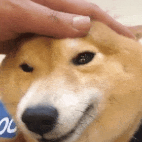 表情包你在教我做事啊