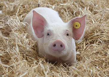 大反弹，猪肉一个月涨价45%休闲区蓝鸢梦想 - Www.slyday.coM