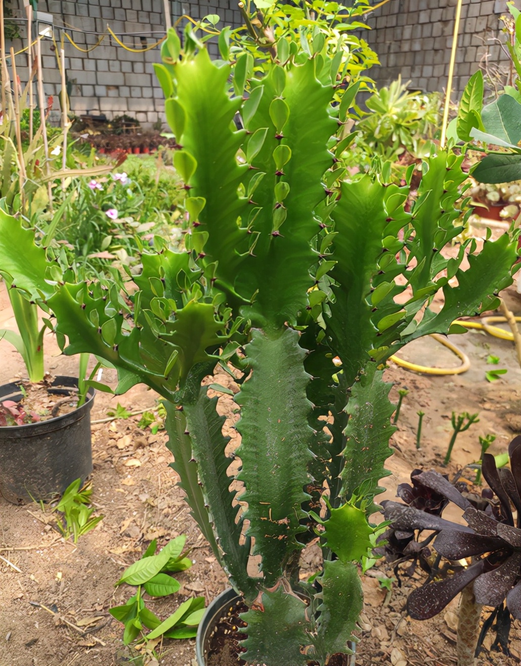 冬季养龙骨也要记住"3句话",否则很容易烂根|龙骨|烂根|温度_新浪新闻