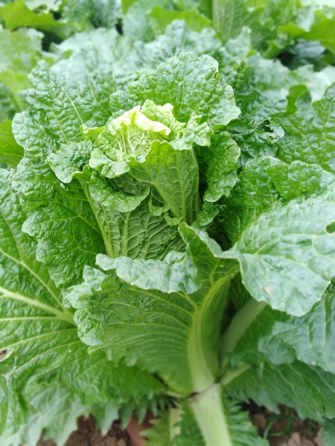 北方人对大白菜的爱到底能装多少车