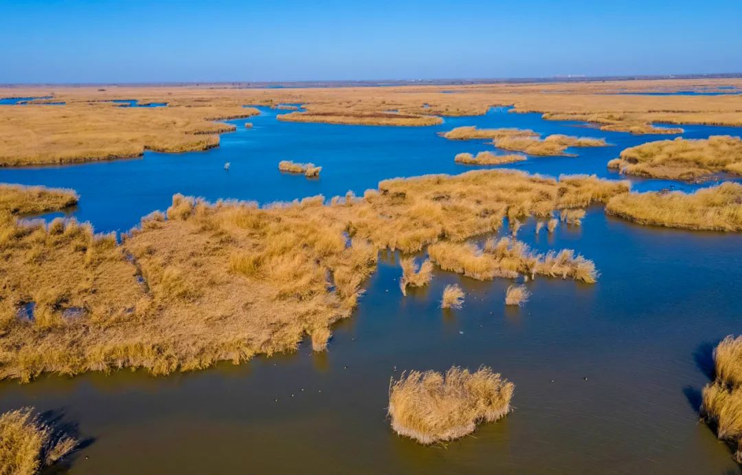 宁河七里海金色湿地生态乐园