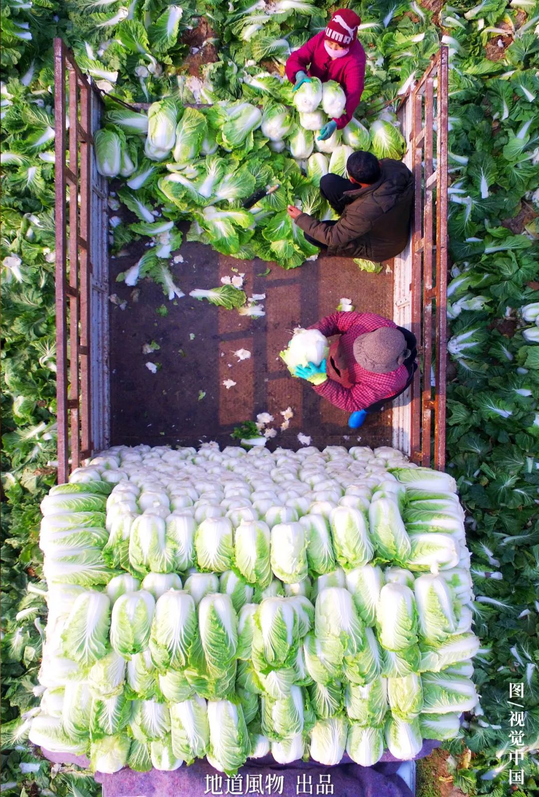北方人对大白菜的爱到底能装多少车