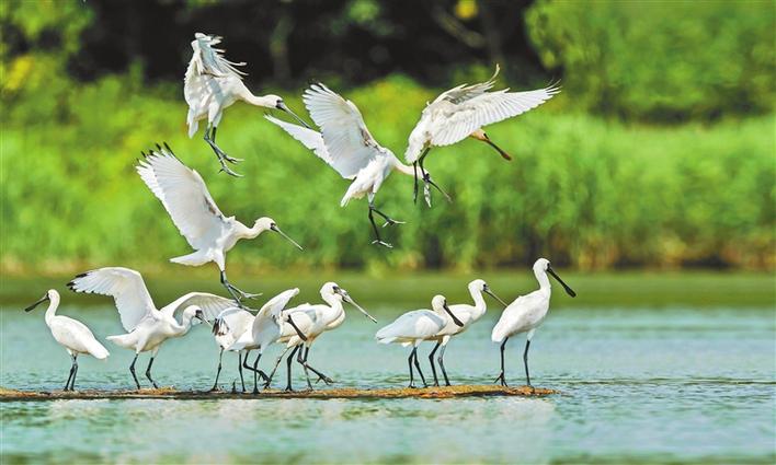 深圳红树林鸟类图片