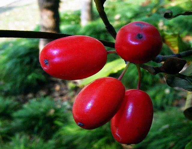 都是结红果子的植物功能大不同你喜欢吗