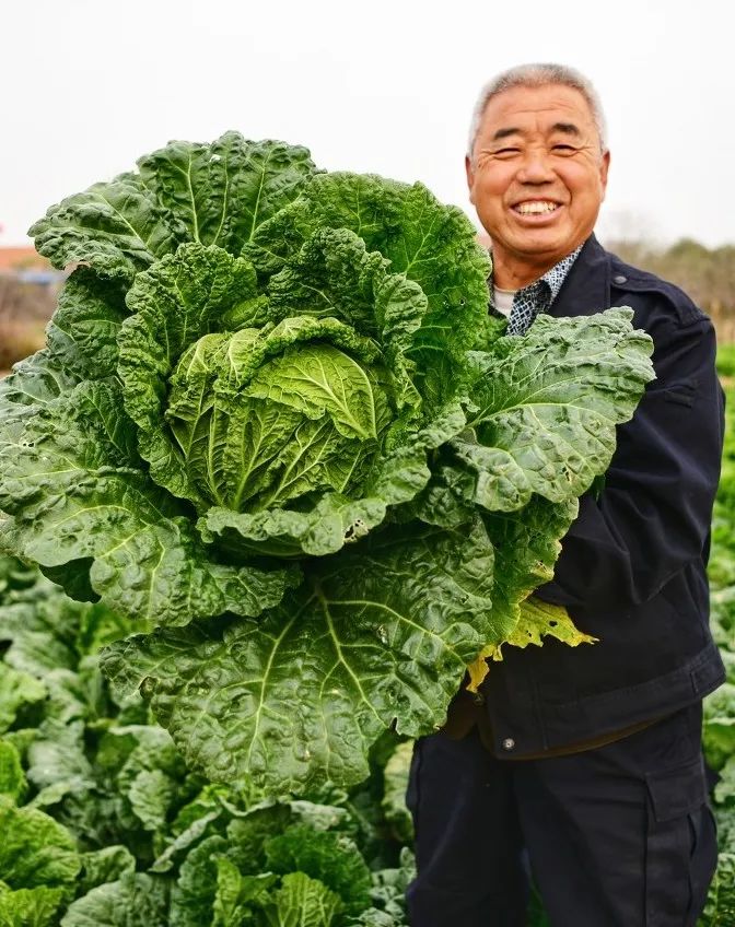 北方人对大白菜的爱到底能装多少车