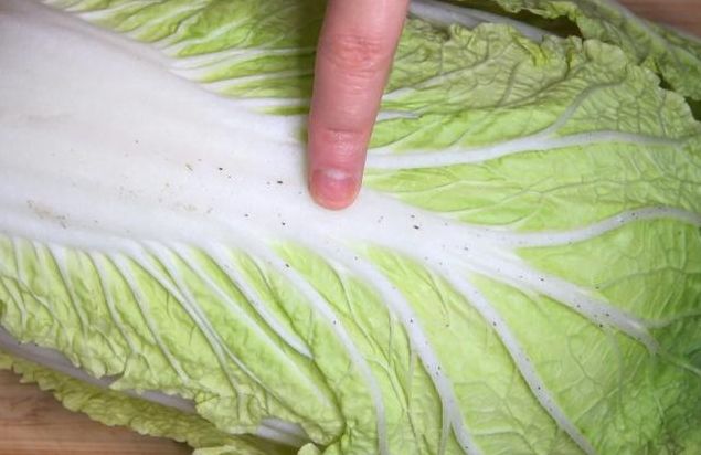 白菜帮上的小黑点是啥还能不能吃很多人不懂看完涨知识