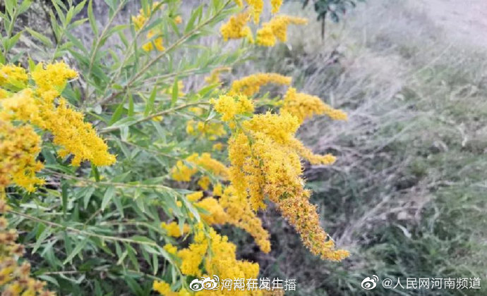 河南多地发现加拿大一枝黄花休闲区蓝鸢梦想 - Www.slyday.coM 河南多地发现加拿大一枝黄花休闲区蓝鸢梦想 - Www.slyday.coM