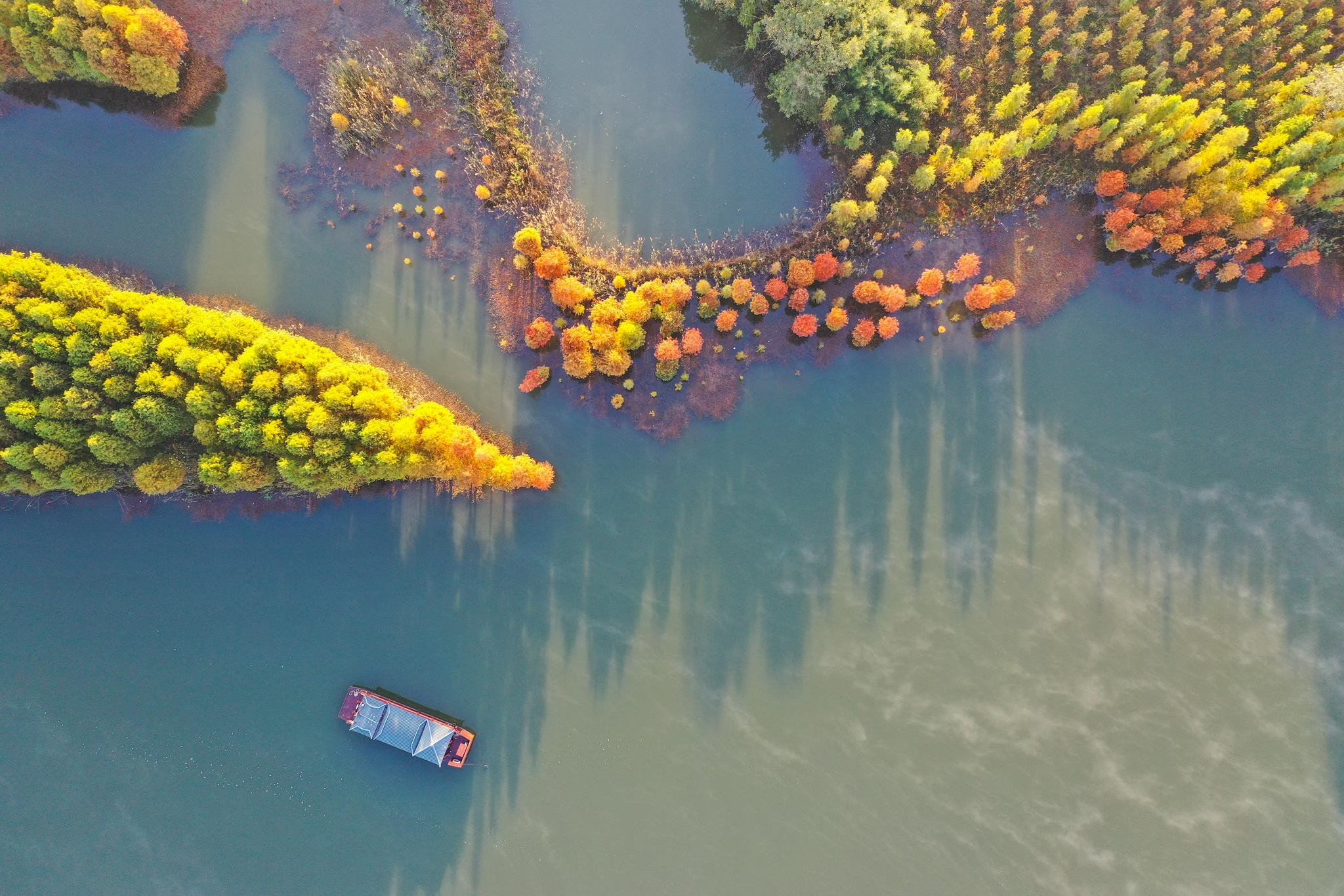 天泉湖冬韵:碧水红杉相映成趣|天泉湖|碧水|红杉_新浪新闻