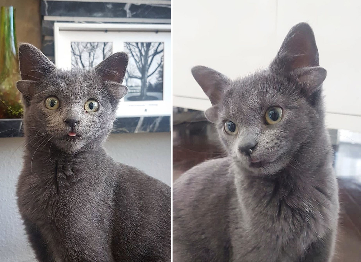 土耳其一只小猫天生有四只耳朵 形象可爱在网上走红