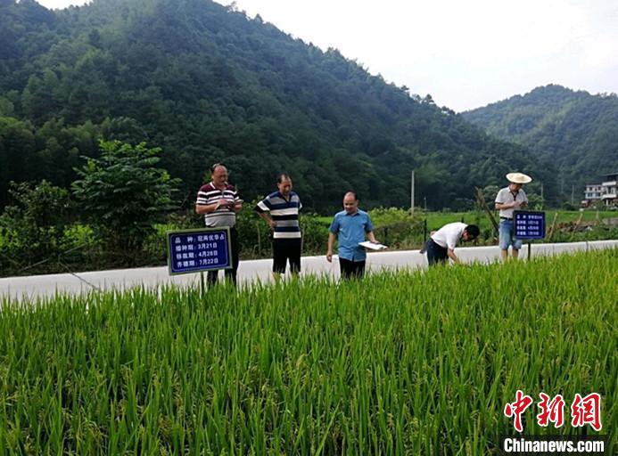 农技人员在田间进行技术指导。李建新 摄