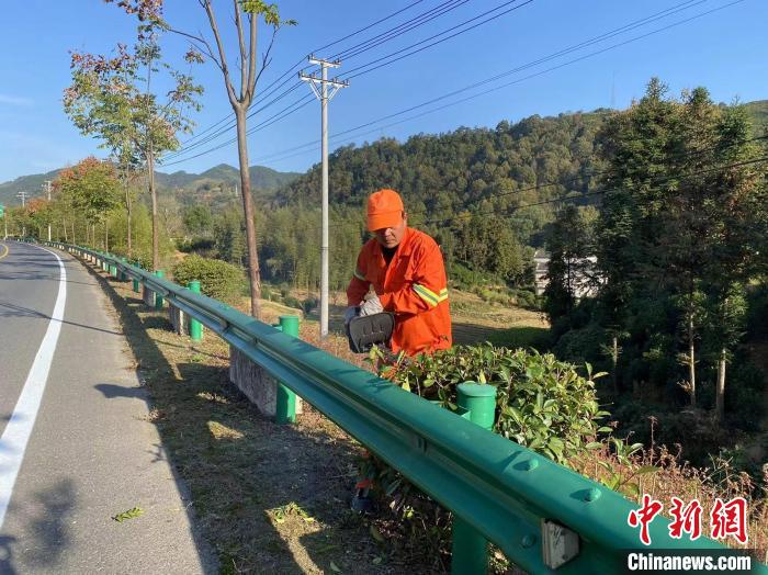 “黄山好人”郑健山正在S347南源口路段修剪行道树。吴兰 摄