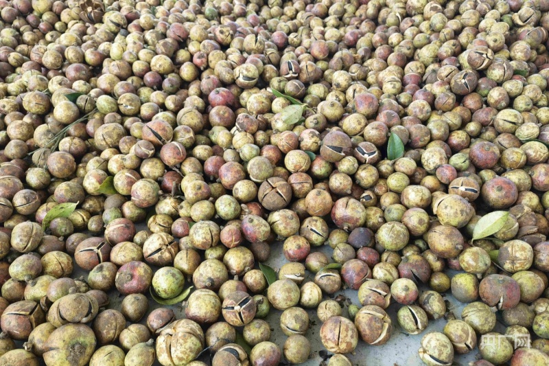 贵州金沙油茶产业助农增收