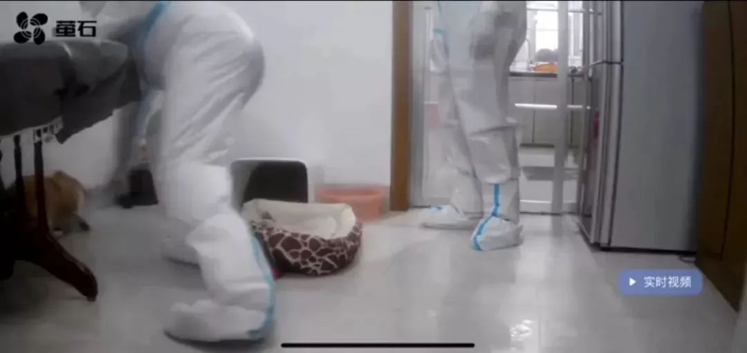 主人隔离，宠物狗遭扑杀？官方回应：涉事人员已被调岗并责令道歉！央视网这样评休闲区蓝鸢梦想 - Www.slyday.coM
