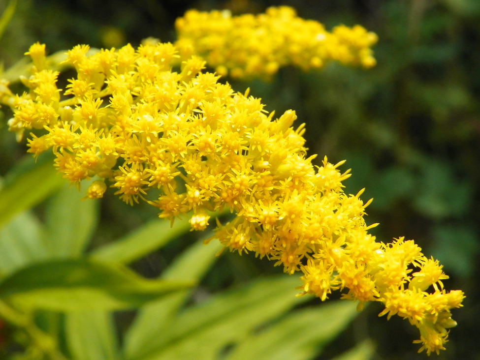 如红火蚁蔓延一样！全国多地出现“恶魔之花”，它到底有多可怕？休闲区蓝鸢梦想 - Www.slyday.coM