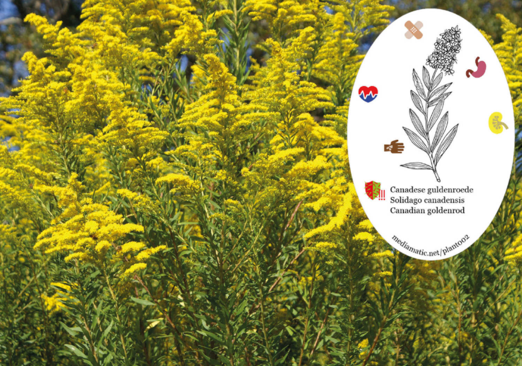 如红火蚁蔓延一样！全国多地出现“恶魔之花”，它到底有多可怕？休闲区蓝鸢梦想 - Www.slyday.coM