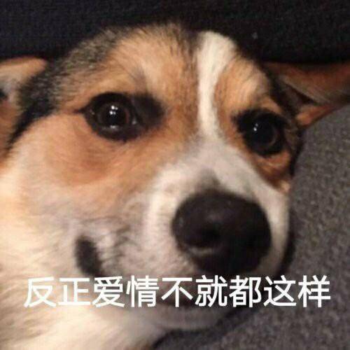 表情包反正爱情不就都这样