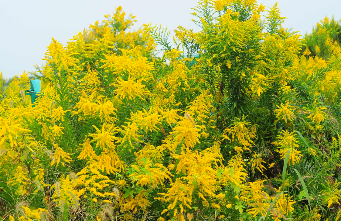 如红火蚁蔓延一样！全国多地出现“恶魔之花”，它到底有多可怕？休闲区蓝鸢梦想 - Www.slyday.coM