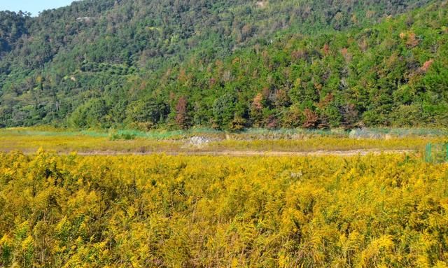 “恶魔之花”入侵河南,郑州或会“失控”,加拿大一枝花有多毒?休闲区蓝鸢梦想 - Www.slyday.coM “恶魔之花”入侵河南,郑州或会“失控”,加拿大一枝花有多毒?休闲区蓝鸢梦想 - Www.slyday.coM