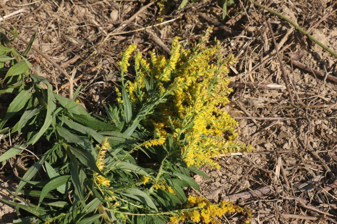 如红火蚁蔓延一样！全国多地出现“恶魔之花”，它到底有多可怕？休闲区蓝鸢梦想 - Www.slyday.coM