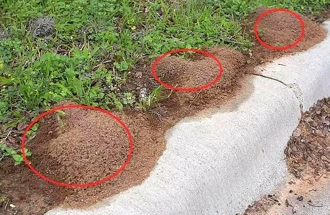 如红火蚁蔓延一样！全国多地出现“恶魔之花”，它到底有多可怕？休闲区蓝鸢梦想 - Www.slyday.coM