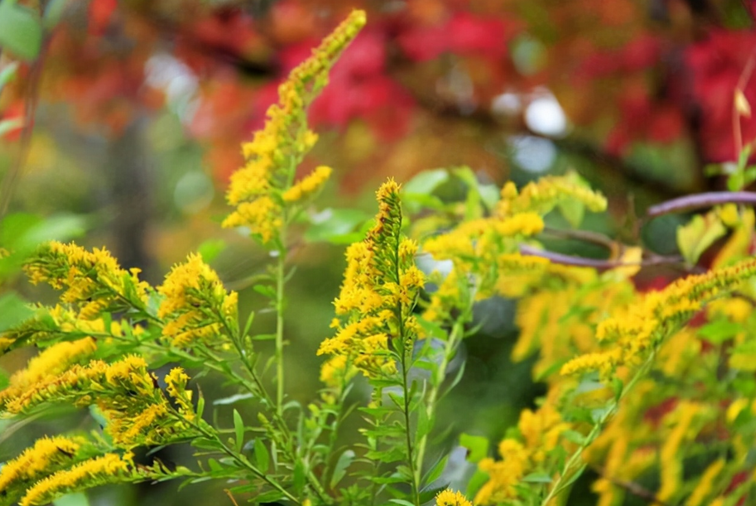 如红火蚁蔓延一样！全国多地出现“恶魔之花”，它到底有多可怕？休闲区蓝鸢梦想 - Www.slyday.coM