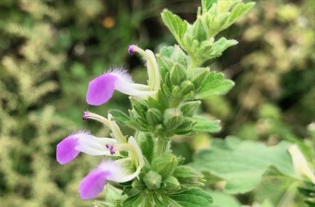 农村路边这种草长得像紫苏植株也有特殊气味叫土藿香认识吗