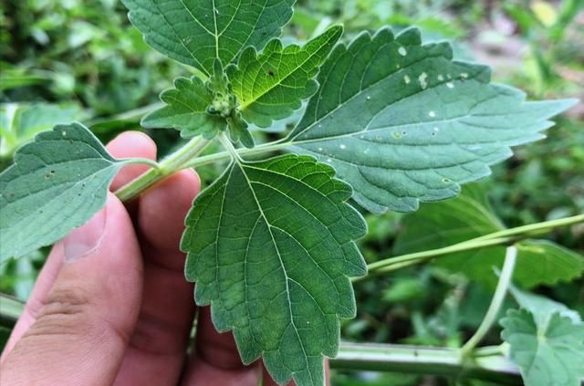 農村路邊這種草長得像紫蘇植株也有特殊氣味叫土藿香認識嗎