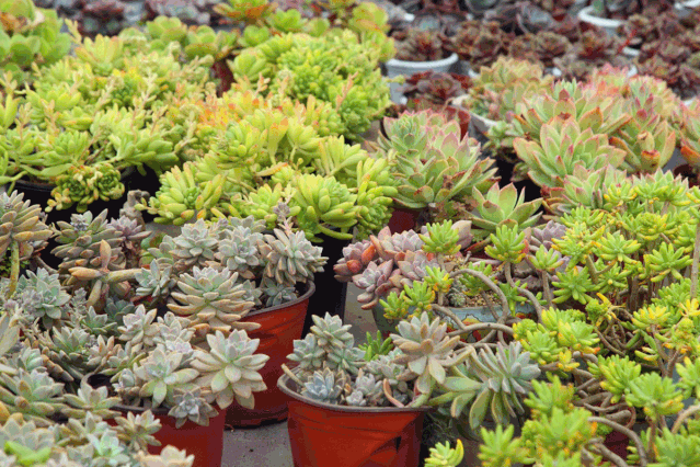 蓝苹果多肉夏天怎么养