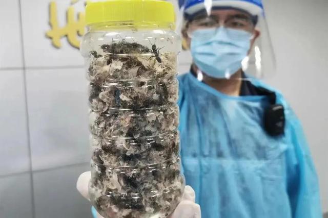 如红火蚁蔓延一样！全国多地出现“恶魔之花”，它到底有多可怕？休闲区蓝鸢梦想 - Www.slyday.coM