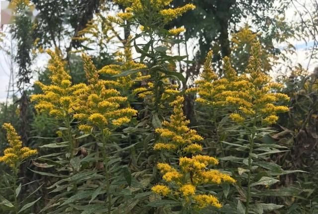 “恶魔之花”入侵河南,郑州或会“失控”,加拿大一枝花有多毒?休闲区蓝鸢梦想 - Www.slyday.coM “恶魔之花”入侵河南,郑州或会“失控”,加拿大一枝花有多毒?休闲区蓝鸢梦想 - Www.slyday.coM