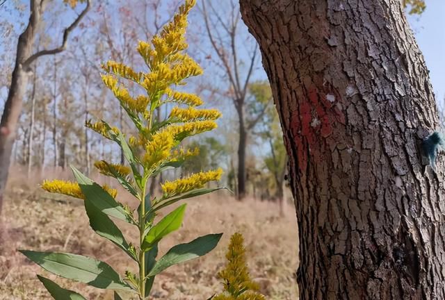 “恶魔之花”入侵河南,郑州或会“失控”,加拿大一枝花有多毒?休闲区蓝鸢梦想 - Www.slyday.coM “恶魔之花”入侵河南,郑州或会“失控”,加拿大一枝花有多毒?休闲区蓝鸢梦想 - Www.slyday.coM