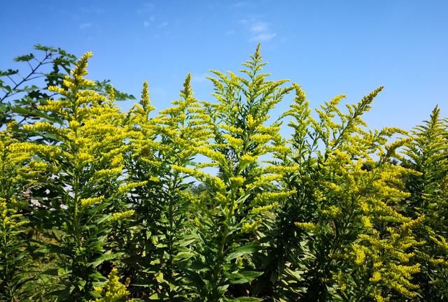 “恶魔之花”入侵河南,郑州或会“失控”,加拿大一枝花有多毒?休闲区蓝鸢梦想 - Www.slyday.coM “恶魔之花”入侵河南,郑州或会“失控”,加拿大一枝花有多毒?休闲区蓝鸢梦想 - Www.slyday.coM