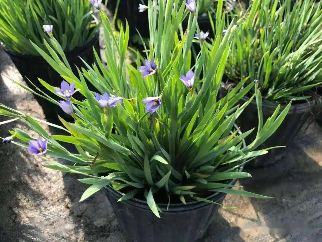 阳台养风雨兰新人该怎么打理想要多开花就该抓住这6点