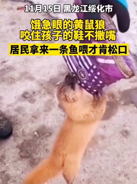 近日黑龙江省绥化市一黄鼠狼咬住小孩鞋不松口