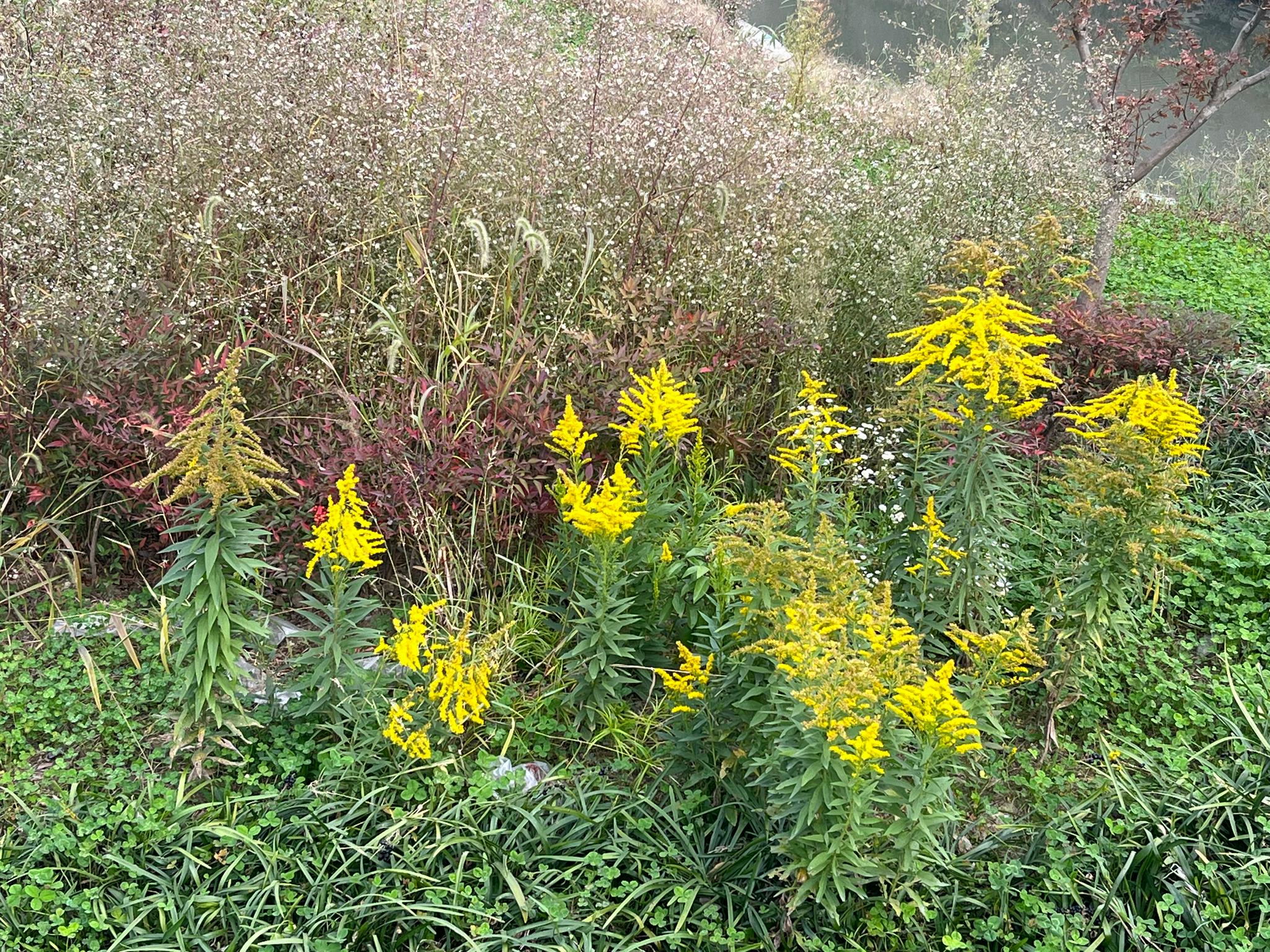 宁波疑似多处出现加拿大一枝黄花|宁波市|加拿大_新浪新闻