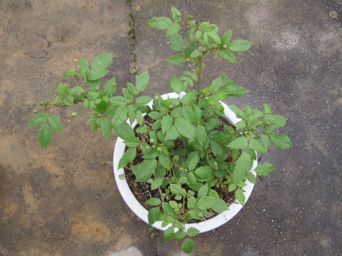 坚持5点,盆栽养殖树莓,根茎叶长得快,结果又多又美味|树莓|枝条|果实