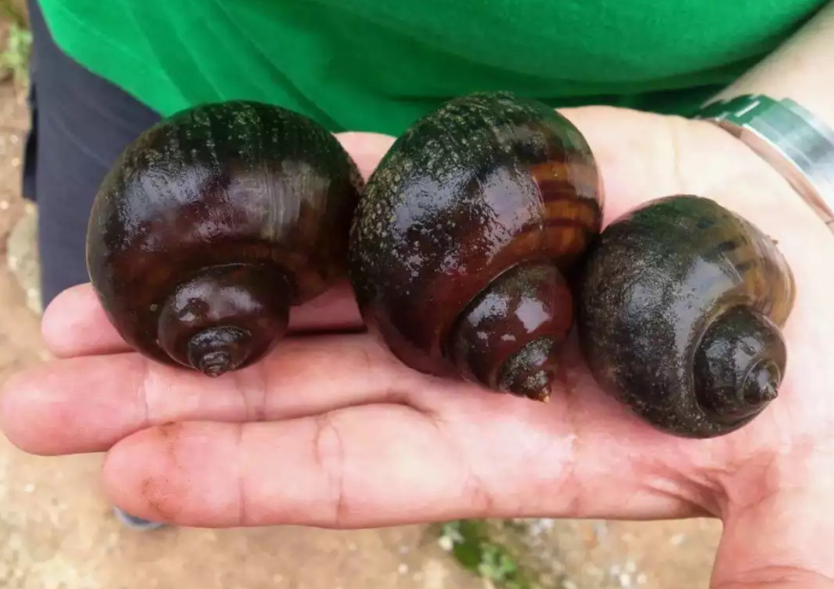 如红火蚁蔓延一样！全国多地出现“恶魔之花”，它到底有多可怕？休闲区蓝鸢梦想 - Www.slyday.coM