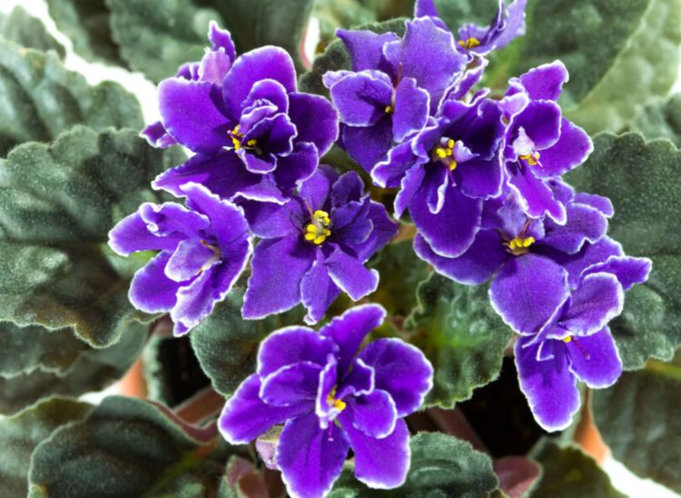 紫罗兰如果不开花是什么原因应该如何处理