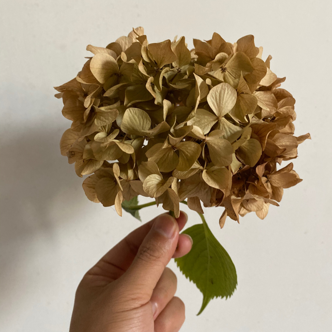 寻常园艺爱好者适用的绣球花制作干花小诀窍