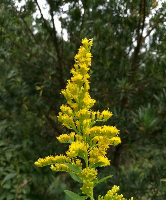 “恶魔之花”入侵河南,郑州或会“失控”,加拿大一枝花有多毒?休闲区蓝鸢梦想 - Www.slyday.coM “恶魔之花”入侵河南,郑州或会“失控”,加拿大一枝花有多毒?休闲区蓝鸢梦想 - Www.slyday.coM