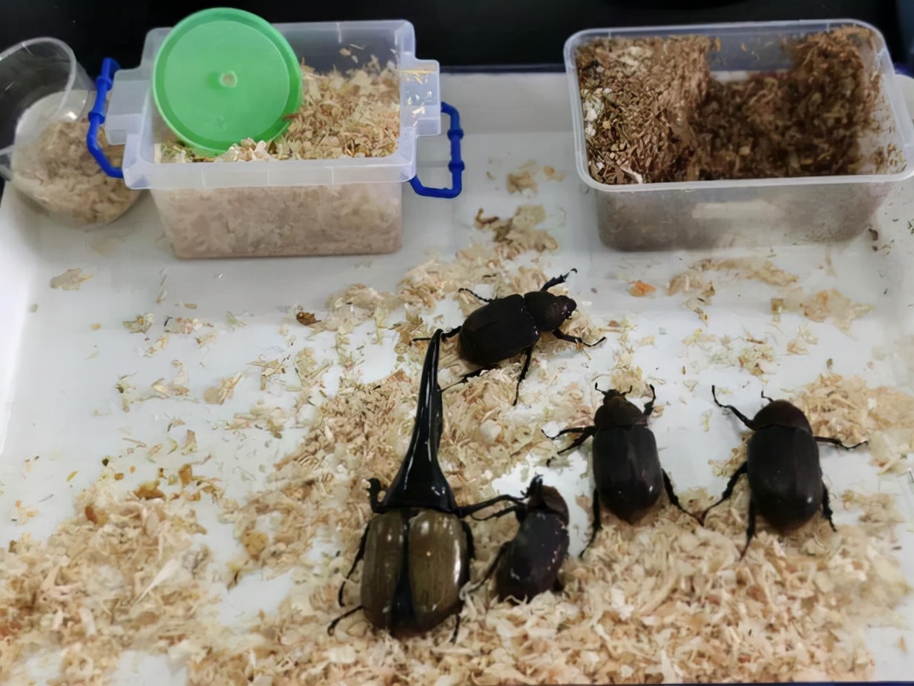 如红火蚁蔓延一样！全国多地出现“恶魔之花”，它到底有多可怕？休闲区蓝鸢梦想 - Www.slyday.coM